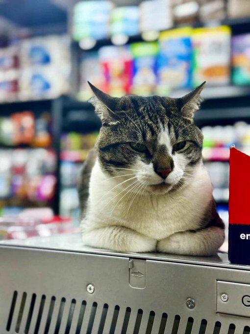 Real bodega cat from NYC